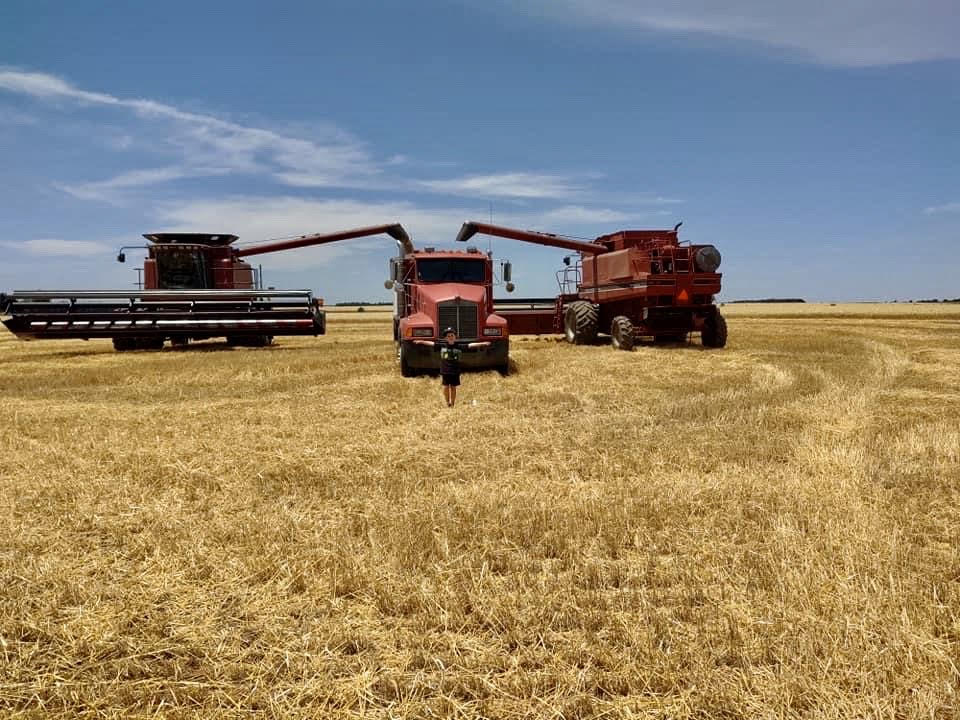 Harvest day: combines and the grain truck in the wheat field